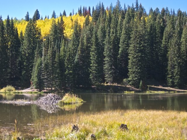 Crested Butte Trails Beaver Pond